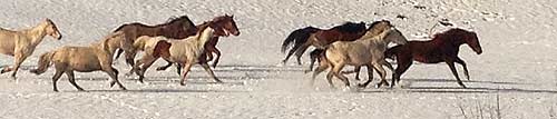 Horses running on snow.